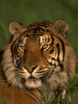 pic for Tiger Animated.